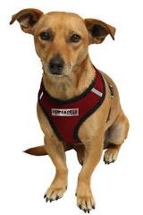 Pet Control Harness for Dog & Cat Soft Mesh Walk Collar Safety Strap Vest