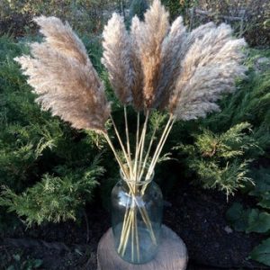 10Pcs 20Pcs Free Shipping Dried Pampas Grass Decor Wedding Flower Bunch Natural Plants for Home Christmas Decorations 2021